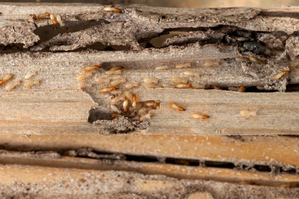 Best Commercial Pest Control Services  in East Liverpool, OH